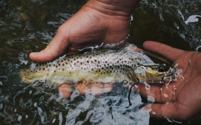 The Rise of Catch and Release Fishing